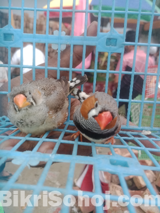 জাম্বু জেব্রা ফিঞ্চ